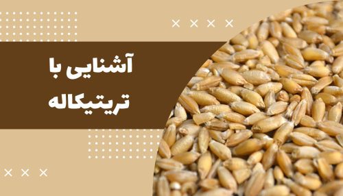 آشنایی با تریتیکاله (علوفه قصیل)