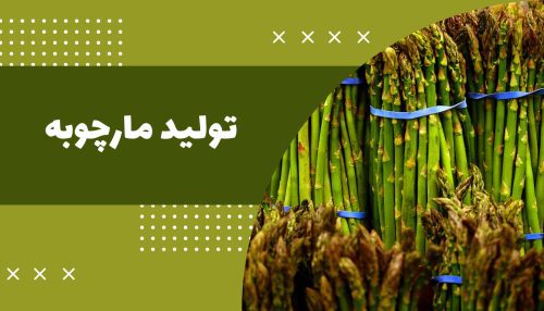 تولید مارچوبه